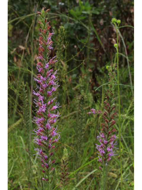 Liatris pycnostachya (Prairie blazing star) #42598