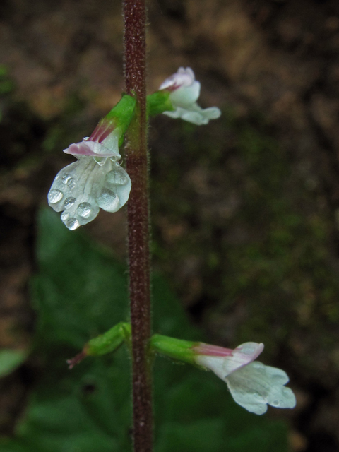 Phryma leptostachya (American lopseed) #42667