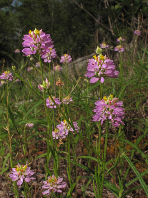 Polygala curtissii (Curtiss' milkwort) #42671