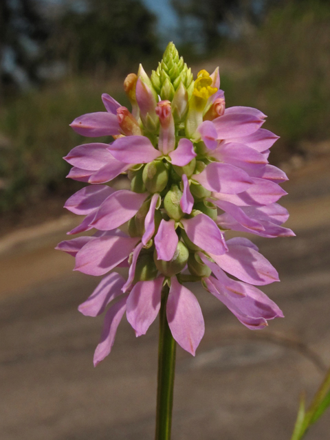 Polygala curtissii (Curtiss' milkwort) #42672