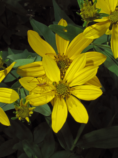 Coreopsis major (Greater tickseed) #42711