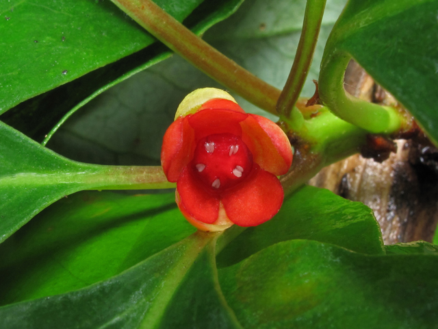 Schisandra glabra (Bay starvine) #42715