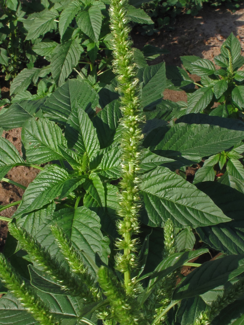 Amaranthus palmeri (Carelessweed) #42716