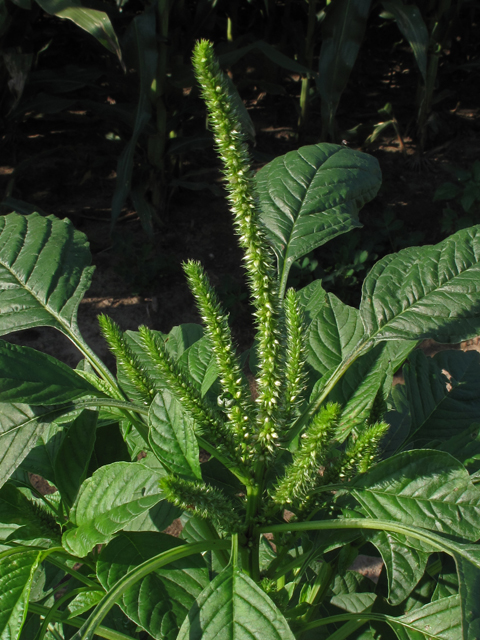 Amaranthus palmeri (Carelessweed) #42717