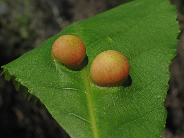 Carya glabra (Pignut hickory) #42730