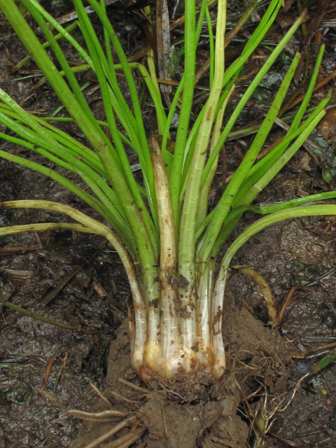 Isoetes engelmannii (Engelmann's quillwort) #42750