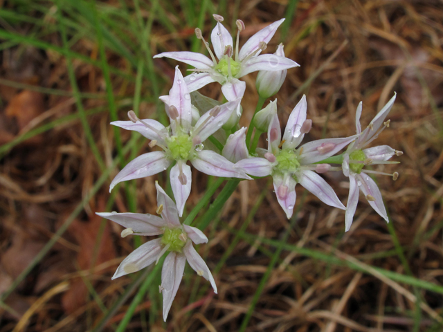 Allium speculae (Flatrock onion) #42751