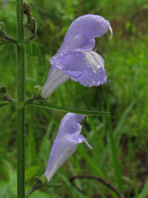 Scutellaria integrifolia (Helmet-flower) #42755