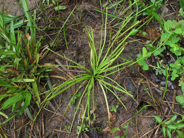 Isoetes engelmannii (Engelmann's quillwort) #42756