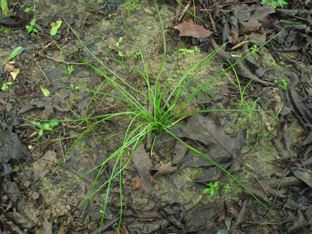 Isoetes engelmannii (Engelmann's quillwort) #42757