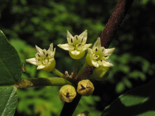 Frangula caroliniana (Carolina buckthorn) #42771