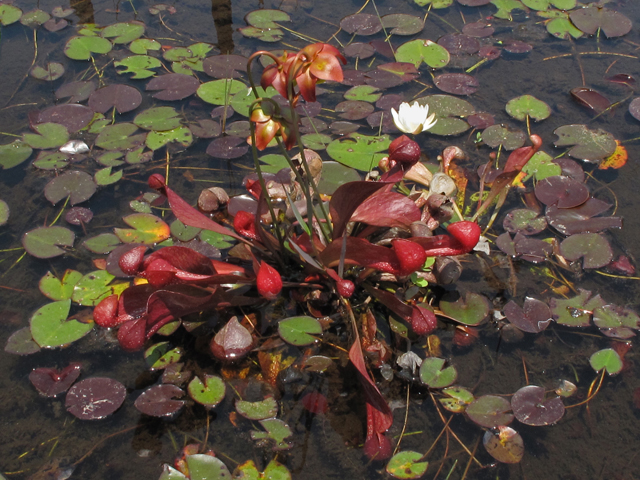 Sarracenia psittacina (Parrot pitcherplant) #42792