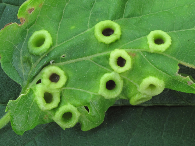 Celtis occidentalis (Common hackberry) #42812