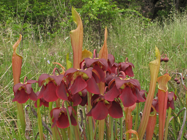 Sarracenia rubra ssp. jonesii (Jones' pitcherplant) #42858