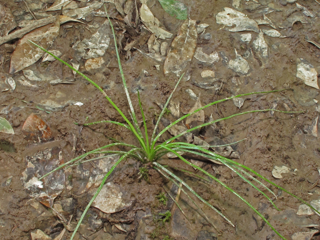 Isoetes louisianensis (Louisiana quillwort) #42887