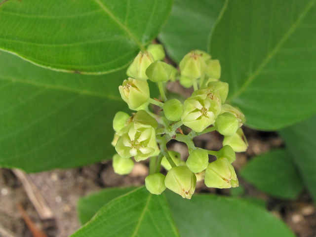 Berchemia scandens (Alabama supplejack) #42898