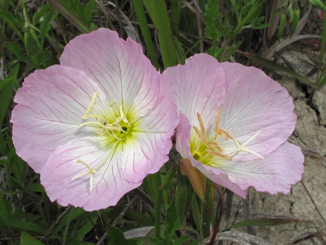 Oenothera speciosa (Pink evening primrose) #42899