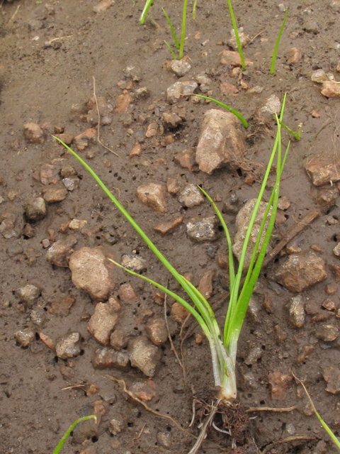 Isoetes lithophila (Rock quillwort) #43350