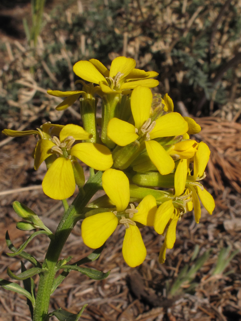 Erysimum capitatum (Sand-dune wallflower) #43378