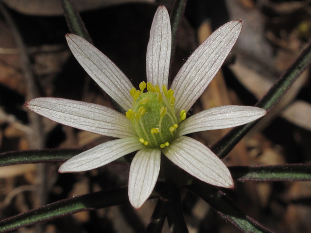 Anemone berlandieri (Tenpetal anemone) #43435