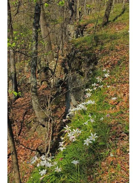 Zephyranthes atamasca (Atamasco lily) #43444