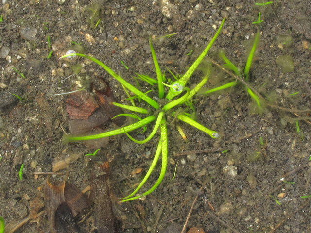 Isoetes melanospora (Blackspore quillwort) #43802