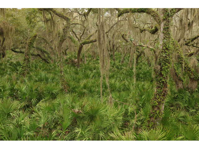 Serenoa repens (Saw palmetto) #43829