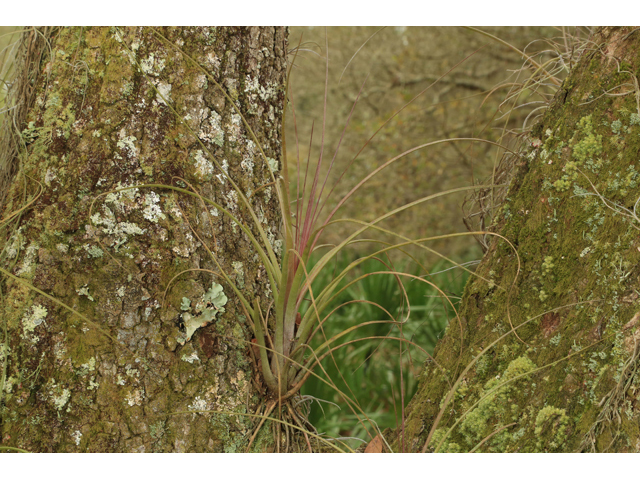 Tillandsia simulata (Manatee river airplant) #43835