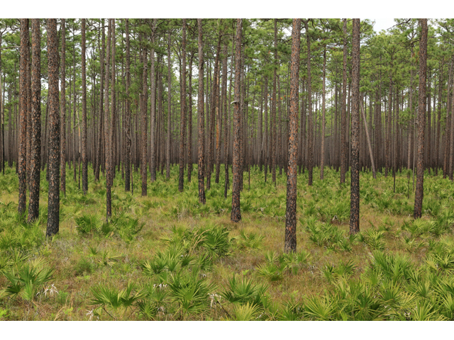 Pinus palustris (Longleaf pine) #43858