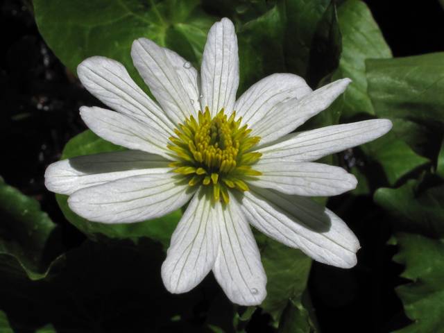 Caltha leptosepala var. leptosepala (White marsh-marigold) #44082