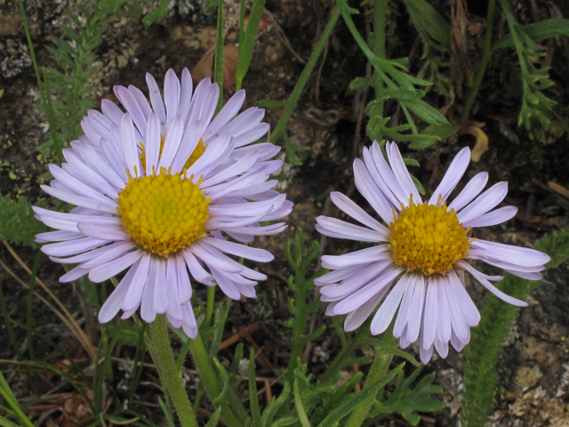 Erigeron pinnatisectus (Featherleaf fleabane) #44085