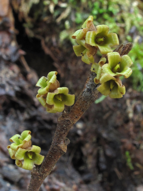 Hamamelis virginiana (Witch-hazel) #44094