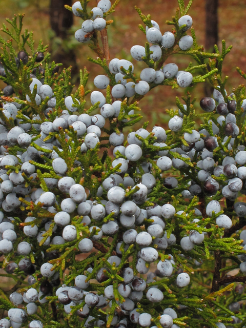 Juniperus virginiana var. silicicola (Southern red cedar) #44100