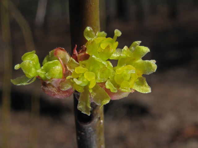 Lindera melissifolia (Southern spicebush) #44102