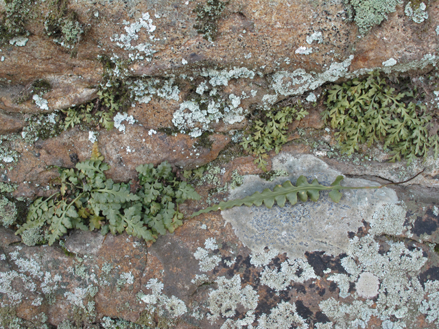 Asplenium trudellii (Trudell's spleenwort) #44125