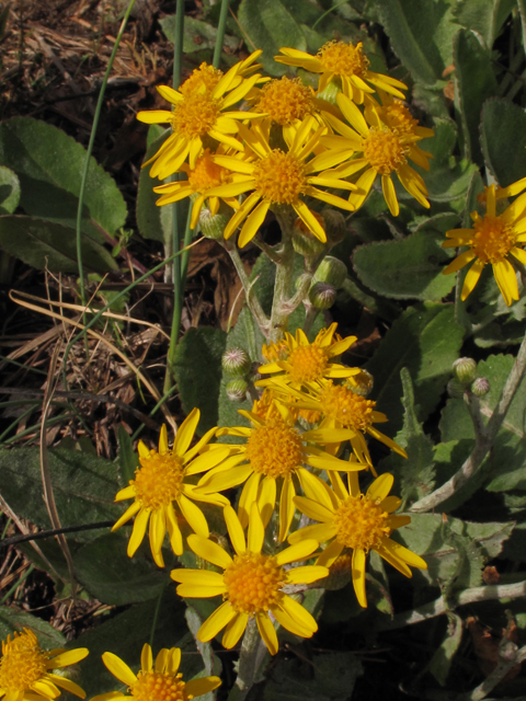 Packera tomentosa (Woolly ragwort) #44144