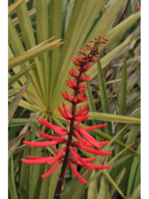 Erythrina herbacea (Coralbean) #44161