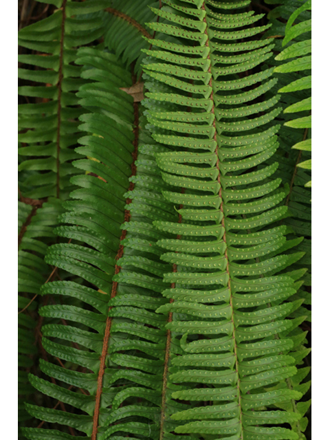 Nephrolepis exaltata ssp. exaltata (Boston fern) #44163