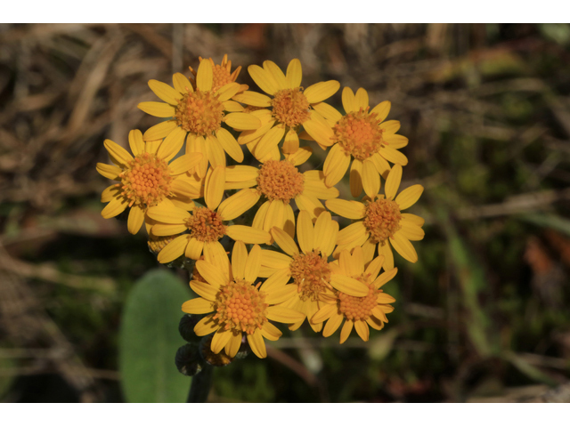 Packera tomentosa (Woolly ragwort) #44176