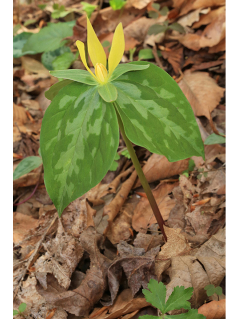 Trillium luteum (Yellow wakerobin) #44185