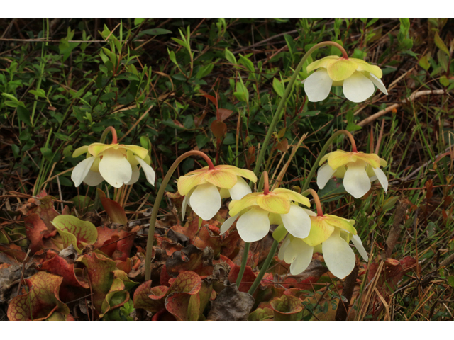 Sarracenia rosea (Pink pitcherplant) #44187