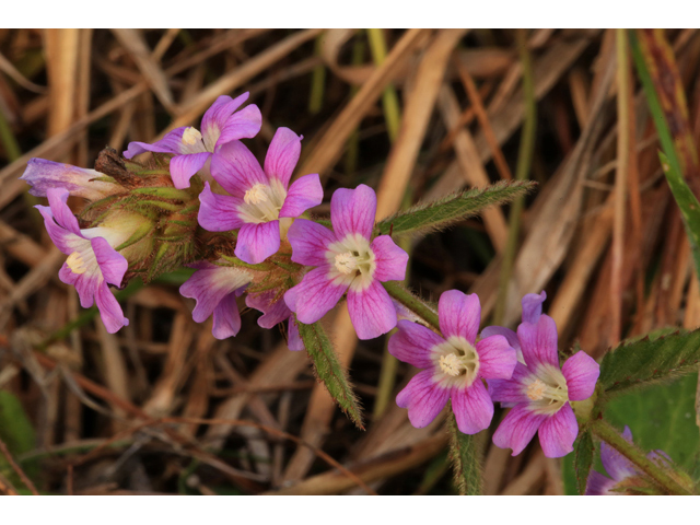 Melochia spicata (Bretonica peluda) #44205