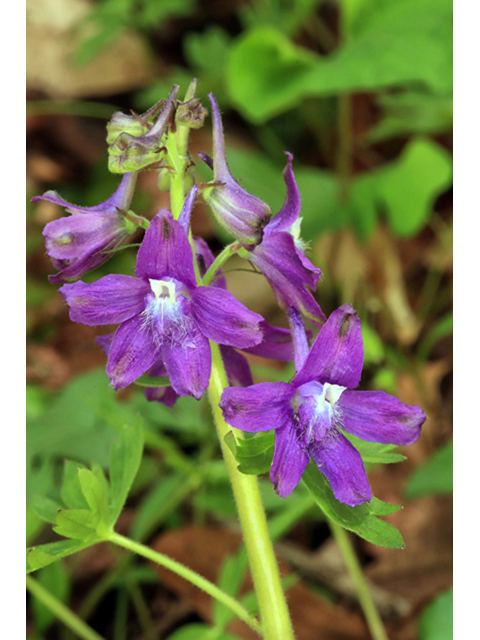 Delphinium tricorne (Dwarf larkspur) #44209