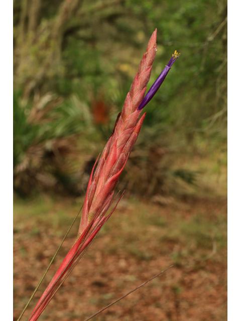 Tillandsia simulata (Manatee river airplant) #44239