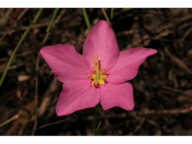 Sabatia grandiflora (Largeflower rose gentian) #44242