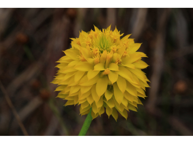 Polygala rugelii (Yellow milkwort) #44247