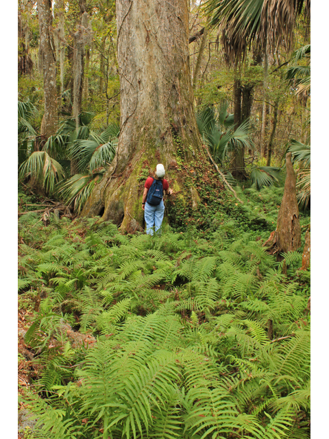 Taxodium distichum (Bald cypress) #44423