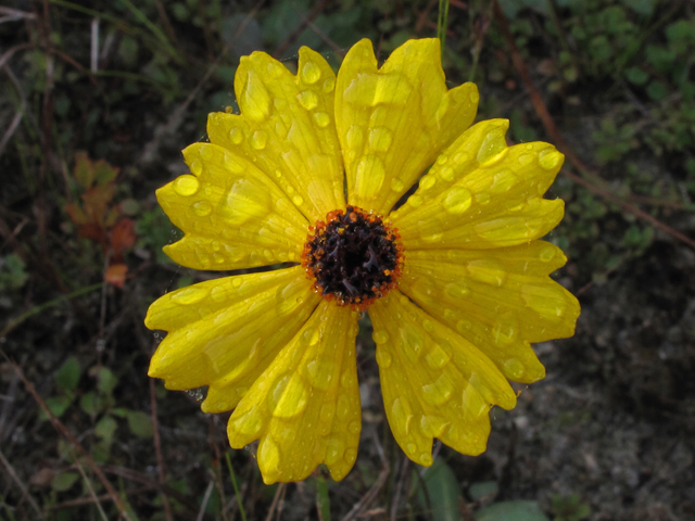 Coreopsis leavenworthii (Leavenworth's tickseed) #44429