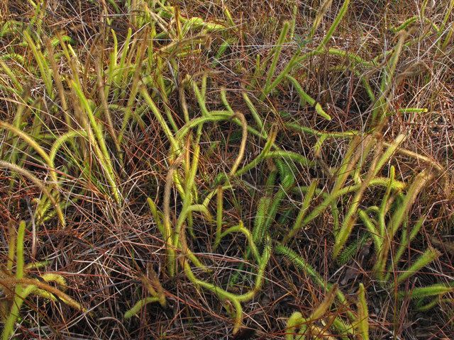 Lycopodiella alopecuroides (Foxtail clubmoss) #44464