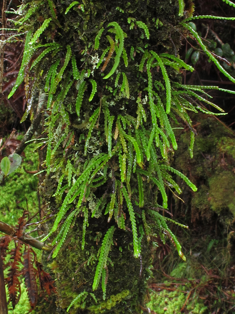 Lellingeria saffordii (Safford's lellingeria) #44480